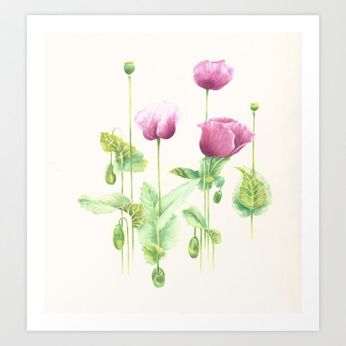 Poppies Art Print