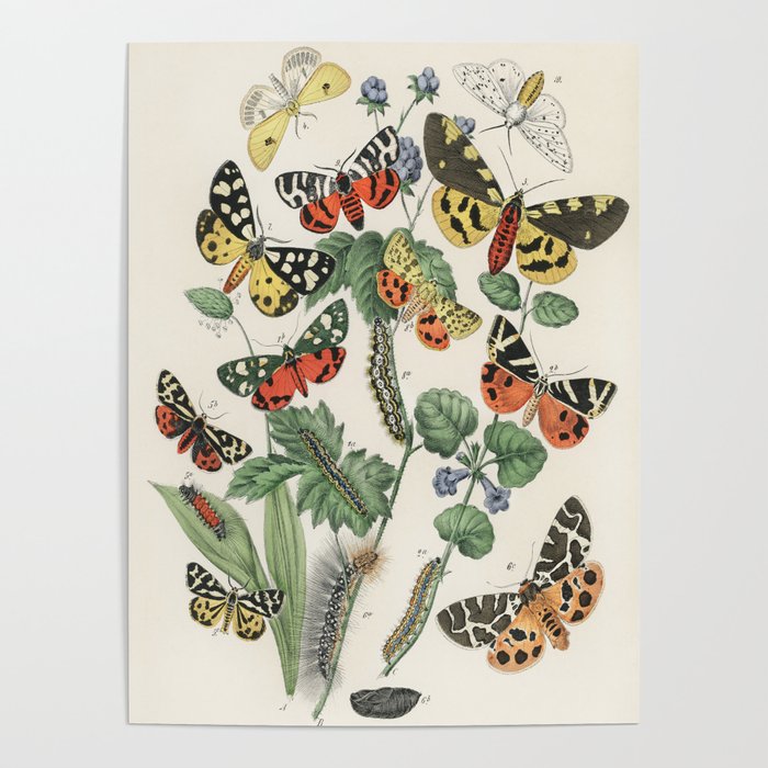 Vintage Scientific Illustration Butterfly Botanical Floral Lithograph