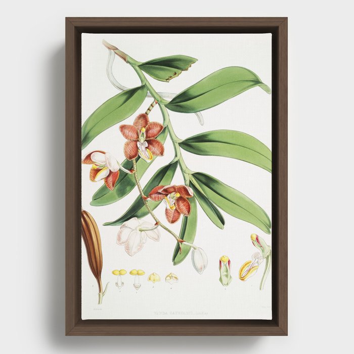 himalayan plants and flowers Framed Canvas