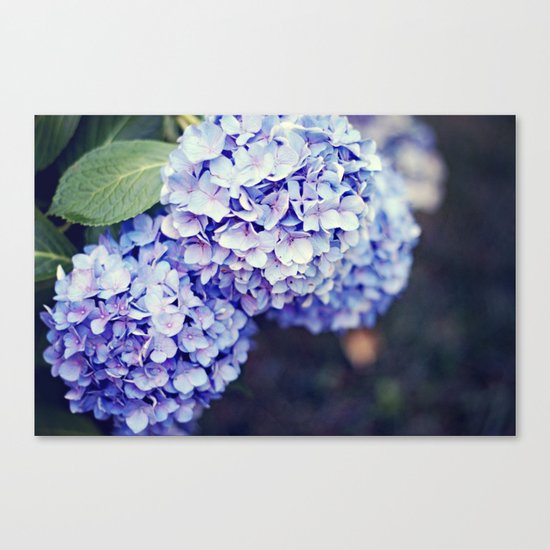 Purple Hydrangeas Canvas Print