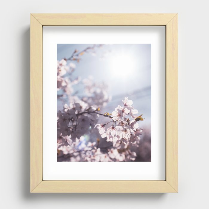 Yoshino cherry blossom trees in Washington, DC Recessed Framed Print