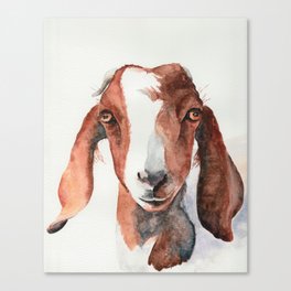 Boer Goat Watercolor Canvas Print