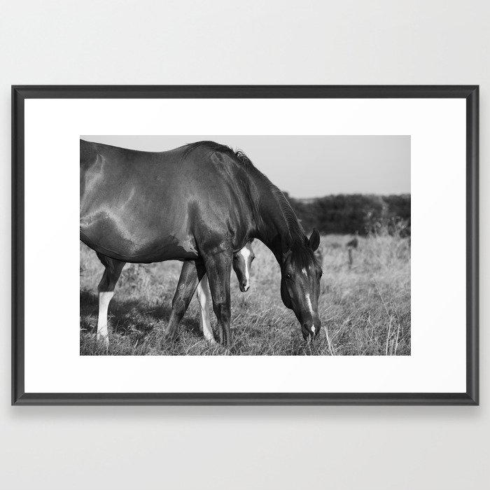 Horse with Foal in Texas Field Framed Art Print