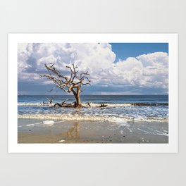 Driftwood Beach, Jekyll Island, Georgia Art Print