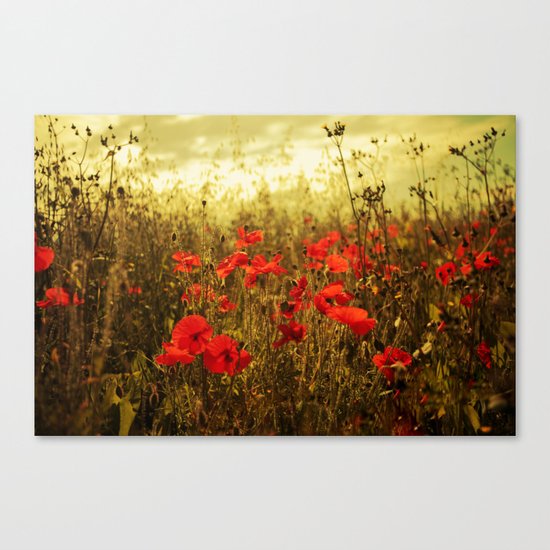 Poppy Glow Canvas Print