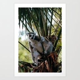 Ring-tailed Lemur in palmtop | Wildlife photography |  Art Print