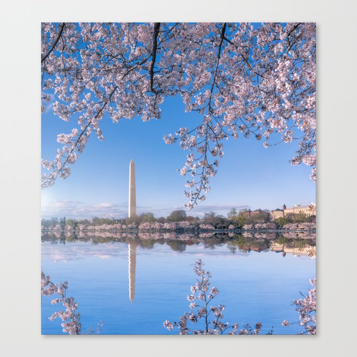 Cherry Blossom Reflections: Washington Monument Canvas Print