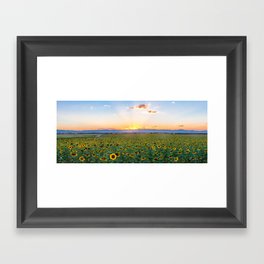 Rocky mountain sunflower panorama Framed Art Print