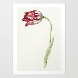 Pink tulip by Jean Bernard Art Print