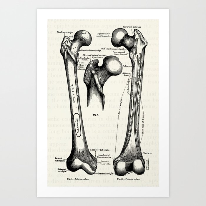 Vintage Anatomy Osteology The Human Femur Art Print by Oona Lee