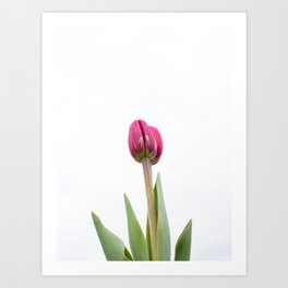 Maroon Tulip Art Print