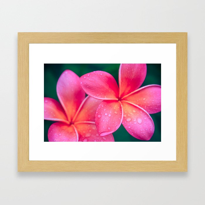 Aloha Hawaii Kalama O Nei Pink Tropical Plumeria Framed Art Print