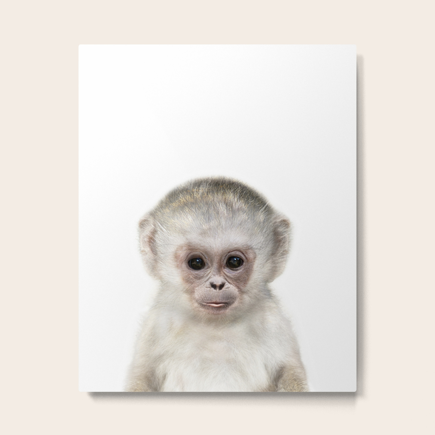 buy a baby monkey