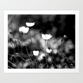 White Poppy Flowers in Black and White  Art Print