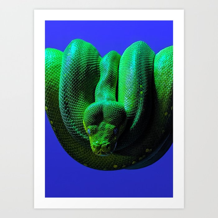 Green Tree Python Art Print