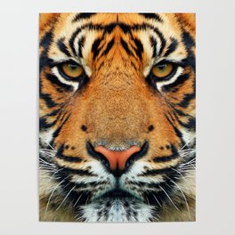 Tiger Poster