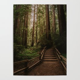 Muir Woods | California Redwoods Forest Nature Travel Photography Poster
