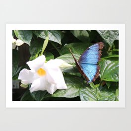 Blue Morpho Butterfly 1 Art Print