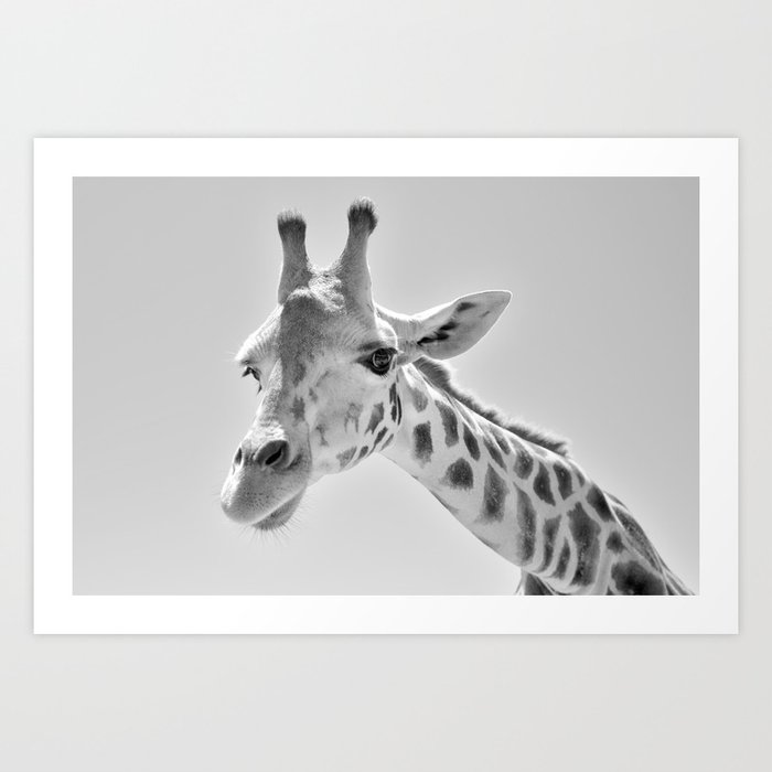 Giraffe | Wild Animal Photography | Black and White Art Print