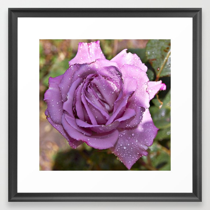 A Rose is a Rose Framed Art Print