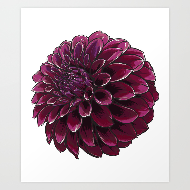 Purple Dahlia Flower Art Print By Azza1070 Society6