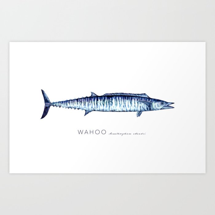 WAHOO (Acanthocybium solandri) Watercolor Art by Melissa MacMichael Art Print