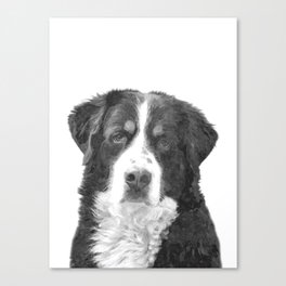 Black and White Bernese Mountain Dog Canvas Print