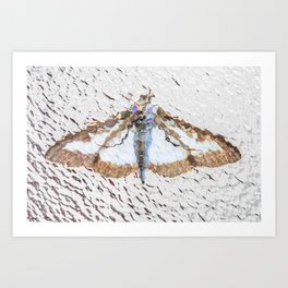Moth Art Print