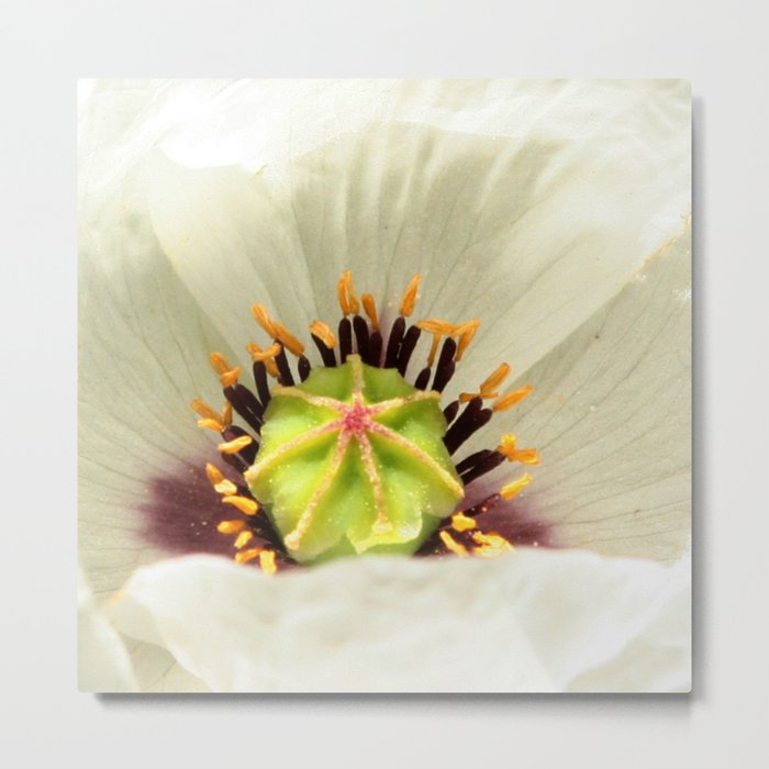 White poppy flower macro Metal Print