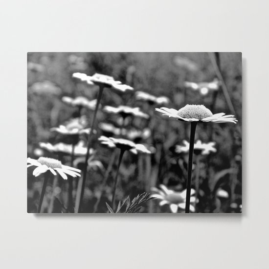 She's a Daisy Metal Print