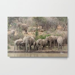Elephants on the riverbank Metal Print | Drinking, Africa, Wildlife, Kenya, African, Animal, River, Kenyan, Safari, Elephant 