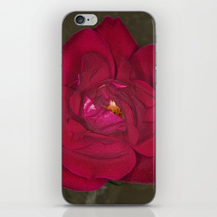 Red Rose in bloom iPhone Skin