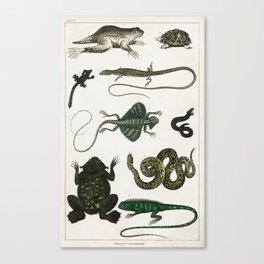Collection of Various Reptiles  Canvas Print