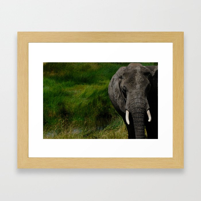  African Elephant in Dramatic Front Pose Framed Art Print