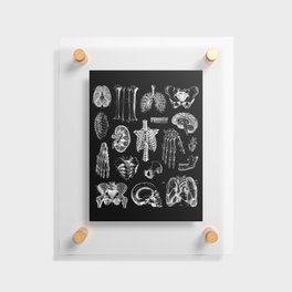 Human Anatomy Black & White Floating Acrylic Print
