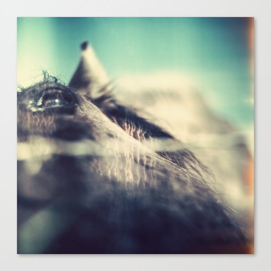 HORSE Canvas Print