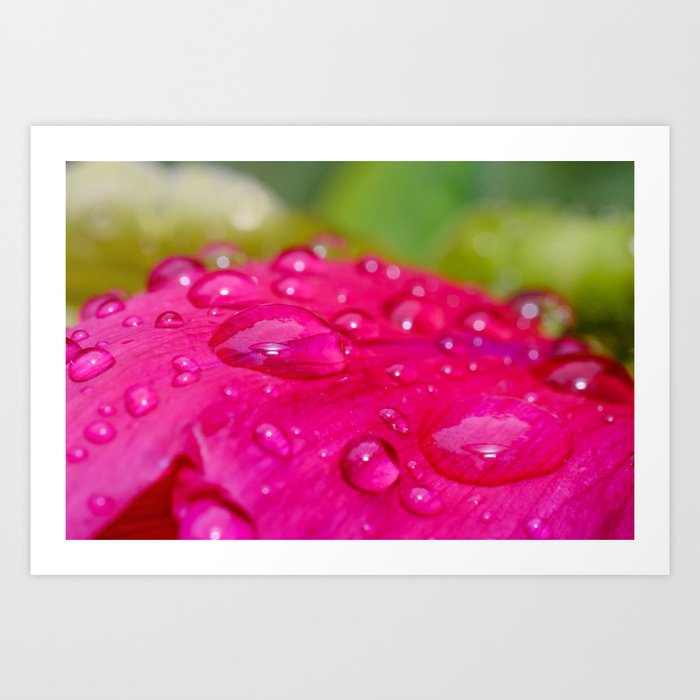 Raindrops on Petals Photograph Art Print