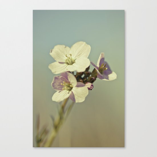 Cuckoo Flower 2 Canvas Print