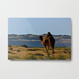 Dromedary Camel Desert Sand Dunes Metal Print