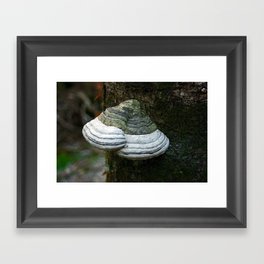 Fungi - Lichen  II Framed Art Print