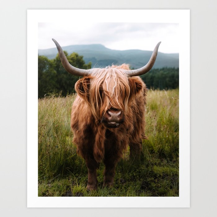 Highland Cattle  Scottish highland cow, Highland cattle, Longhorn