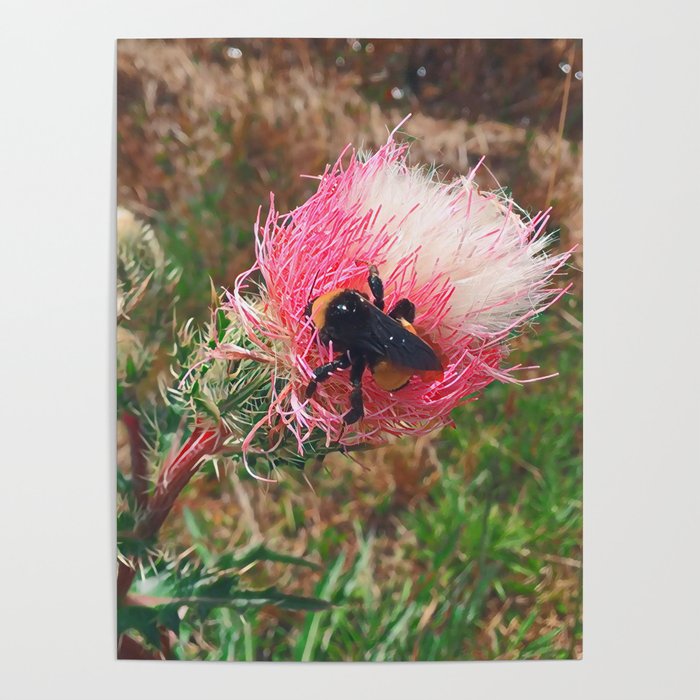 Pink Prickle Fluff Poster