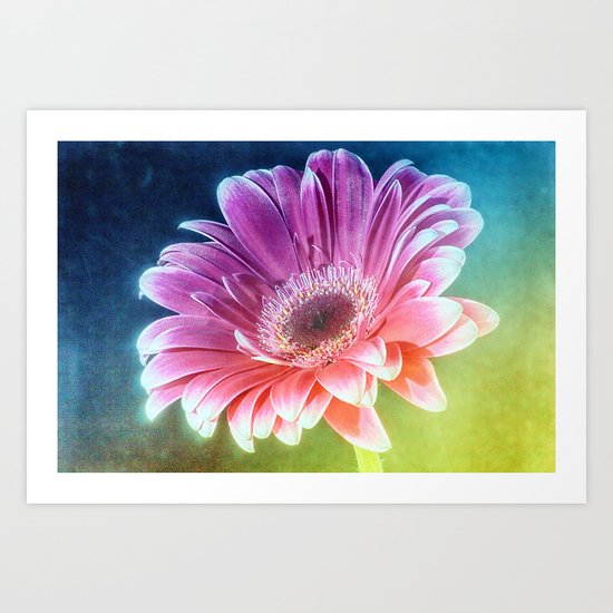The Gerbera Rainbow Art Print