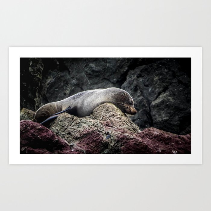 Seal at Cape Palliser, NZ Art Print