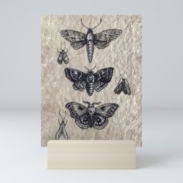 Moth studies Mini Art Print