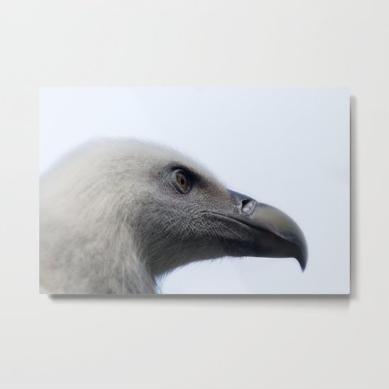 Headshot of young Griffon vulture, Gyps fulvus III Metal Print