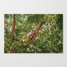 Koala Sleeping Canvas Print