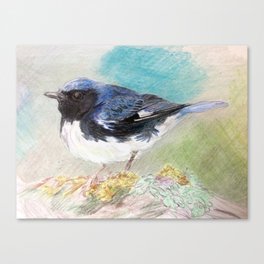 black-throated blue warbler Canvas Print