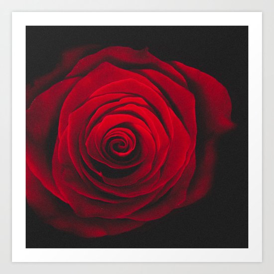 Red rose on black background vintage effect Art Print