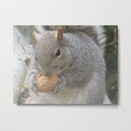 CUTE SQUIRREL EATING A NUT Metal Print | Squirrelwalnut, Natural, Garden, Nature, Squirrel, Gardening, Photo, Squirreleating, Gardeningdecor, Outdoor 